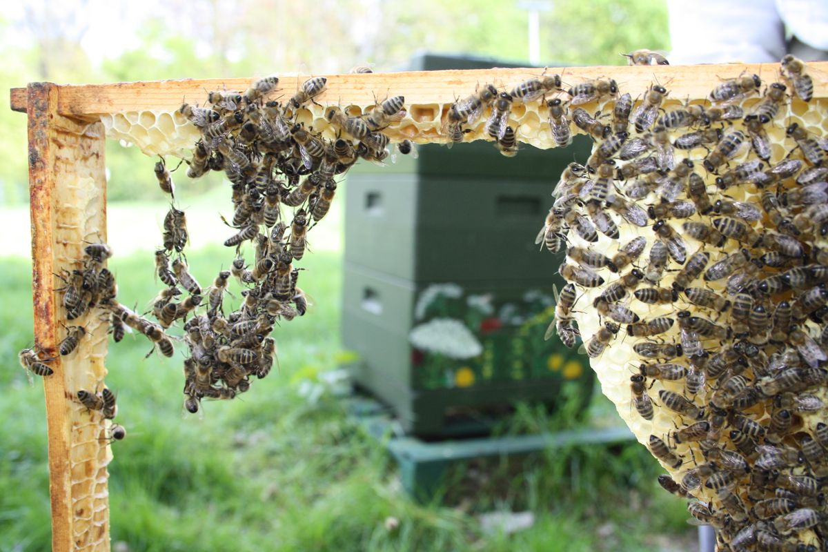 Im fensterrahmen bienen Bienen vertreiben